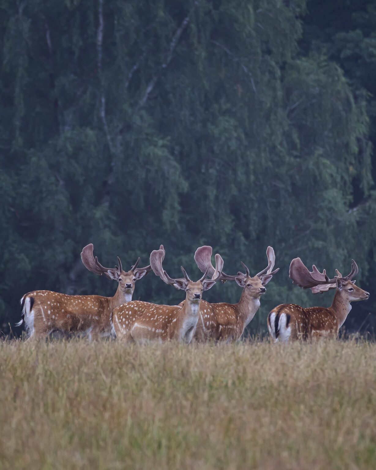 dovhjort-j-garskolan